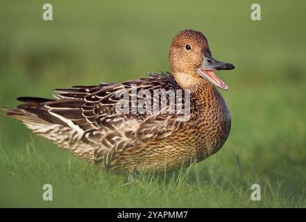 Pintail (Anas acuta) weiblicher Vogel in der Nähe des Flusses, River Tweed, Northumberland, England, Oktober Stockfoto