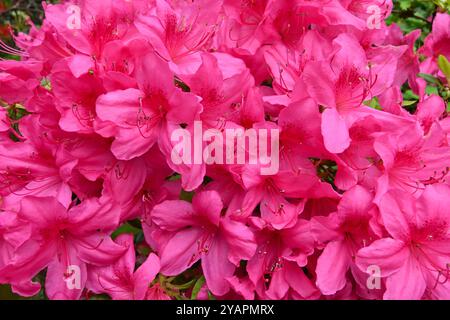 Lebhafte Frühlingsblumen von Rhododendron „Vuyk's Rosyred“ im britischen Garten Mai Stockfoto