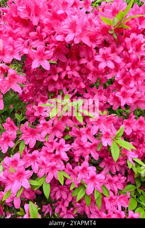 Lebhafte Frühlingsblumen von Rhododendron „Vuyk's Rosyred“ im britischen Garten Mai Stockfoto