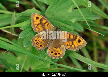 Wall Brown Butterfly (Lasiommata megera) in Ruhe auf Butterblumenblatt auf dem Landstreifen um Ackerfeld, Berwickshire, Schottland, August Stockfoto