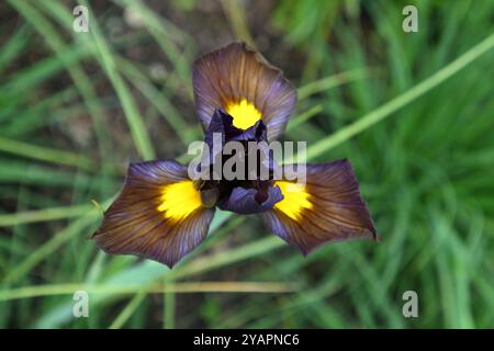 Ungewöhnliche violette und gelbe Frühlingsblume der sibirischen Iris, Iris sibirica Tiger Eye im britischen Garten Mai Stockfoto