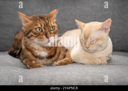 Nahaufnahme von zwei niedlichen Katzen, die auf dem Sofa liegen. Burmesische Katze und Bengalkatze drinnen. Stockfoto