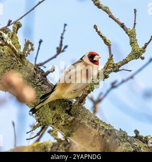 Europäischer Goldfink, der an seinem roten Gesicht und seinem leuchtenden Gefieder erkannt wird, ernährt sich von Samen. Foto gemacht in North County, Dublin Stockfoto
