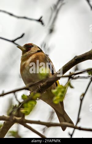 Europäischer Goldfink, der an seinem roten Gesicht und seinem leuchtenden Gefieder erkannt wird, ernährt sich von Samen. Foto gemacht in North County, Dublin Stockfoto