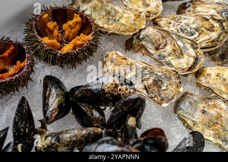 Verschiedene frische Meeresfrüchte. Geschlossene Austern, Muscheln in Muscheln und offene Seeigel auf Eis. Hochwertige Fotos Stockfoto