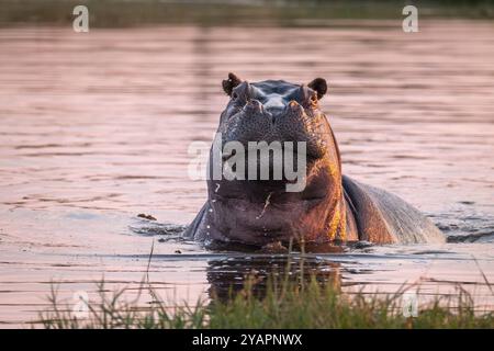 Hippopotamus, Hippopotamus amphibius, Porträt eines erwachsenen Nilpferdes, das aggressiv in die Kamera schaut. Vorderansicht. Okavango Delta, Botswana, Afrika Stockfoto