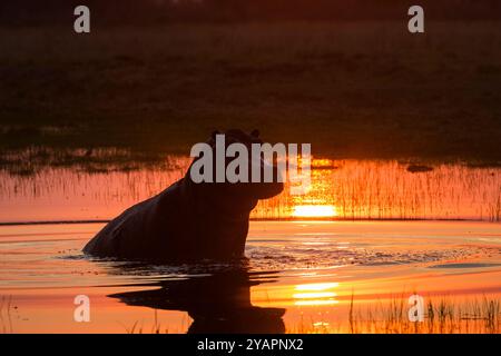 Nilpferd ist Halbkörper im Wasser. Silhouette vor dem Wasser, das vom Sonnenuntergang in Orange beleuchtet wird. Okavango Delta, Botswana, Afrika Stockfoto