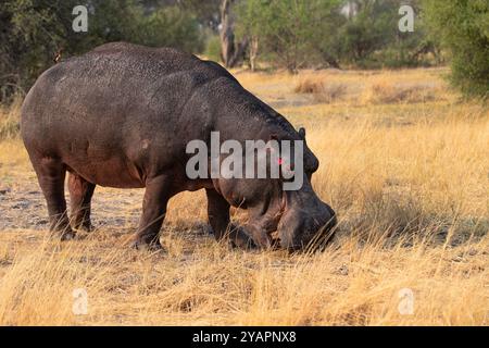 Okavango Delta, Botswana, Afrika Stockfoto