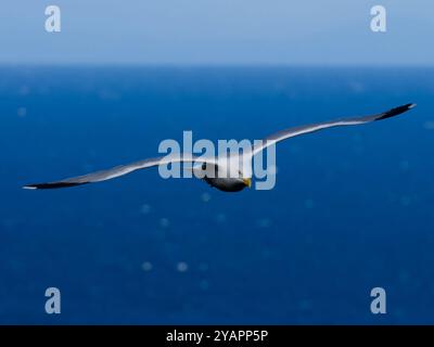 Heringsmöwe (Larus argentatus). Einzelner Vogel im Flug. RSPB Truppenkopf, Banffshire, Schottland, Großbritannien Stockfoto