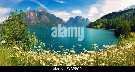 Kamillenblüten am Ufer des Sees Oppstrynsvatnet. Wunderschöne Natur Norwegens. Oppstryn, Norwegen Stockfoto