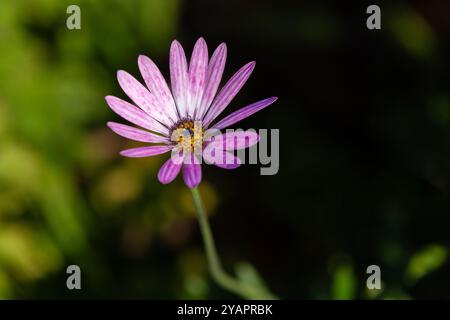 Eine einzelne tiefrosa Osteospermum (afrikanische Gänseblümchen) Blüte. Stockfoto