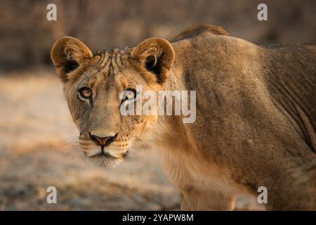 Nahaufnahme des Gesichts einer jungen Löwin, die ihre auffälligen Augen und ihre natürliche Schönheit hervorhebt. Das sanfte, warme Licht verstärkt die Details ihres Gelbtanzes. Stockfoto