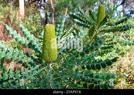 Der Blütenstachel eines Bull Banksia, Banksia grandis, wächst im städtischen Buschland des Lake Gwelup Reserve in Perth, Western Australia. Stockfoto