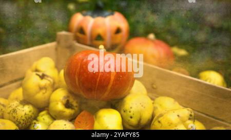 Eine Kiste voller Quitten. Kürbis, halloween-Kürbis. Stockfoto