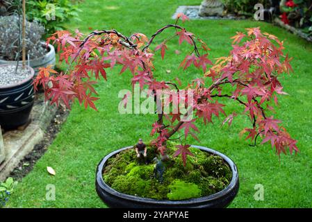 Junger Bonsai-Baum mit Männern, die arbeiten Stockfoto