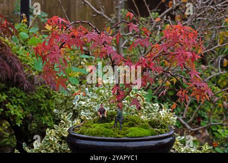 Junger Bonsai-Baum mit Männern, die arbeiten Stockfoto