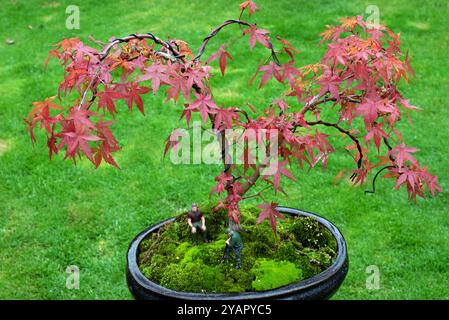 Junger Bonsai-Baum mit Männern, die arbeiten Stockfoto