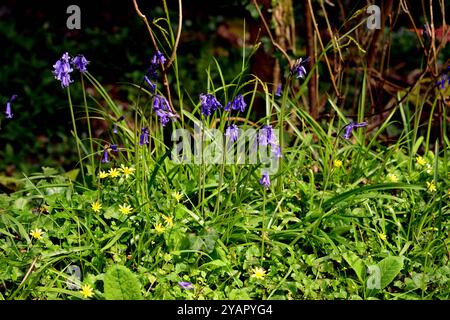 Celandinen und Blauglocken Stockfoto