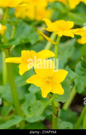 Caltha palustris, Sumpfblume, Königskebel, Randteichpflanze mit gelben Butterblumen im Frühjahr Stockfoto
