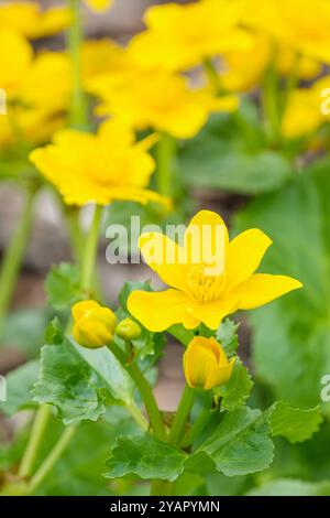 Caltha palustris, Sumpfblume, Königskebel, Randteichpflanze mit gelben Butterblumen im Frühjahr Stockfoto