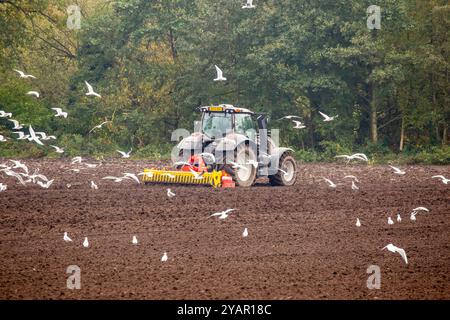 Traktor- und Bauernscheibe, die nach dem Pflügen auf einem Bauernfeld für die Aussaat bereit ist, gefolgt von einer Herde Möwen, Sandbach England UK Stockfoto