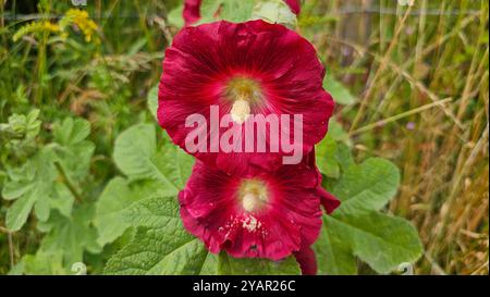 Eine rote Blume mit gelbem Zentrum ist von grünen Blättern umgeben Stockfoto