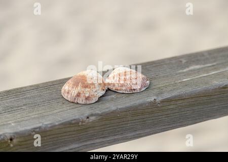 Zwei Muscheln ruhen auf einer verwitterten Holzoberfläche, die ihre natürlichen Texturen und Farben hervorheben. Stockfoto