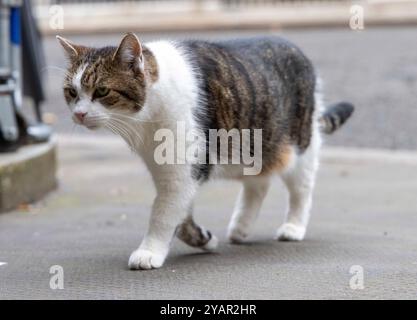 London, Großbritannien. Oktober 2024. Larry the Cat und Chief Mouser auf Nummer 10 in der Downing Street. Quelle: Karl Black/Alamy Live News Stockfoto