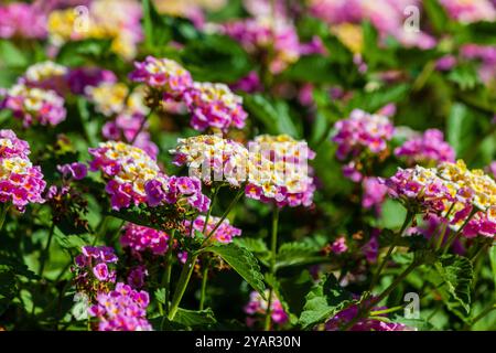 Ein paar bunte Blumen, die im Garten gepflanzt wurden Stockfoto