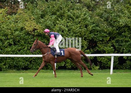 Windsor, Großbritannien. Oktober 2024. BAMA LAMA, geritten von Jockey Oliver Searle, gewinnt die Jump Racing Returns, Windsor 15th December Handicap Stakes (Klasse 6) beim Flat Season Finale auf der Royal Windsor Racecourse in Windsor, Berkshire. Besitzer und Züchter Cainsbay Bloodstock, Trainer Road Millman, Cullompton, Sponsor Millman Racing Club, Rod Millman Racing Ltd, Fleetwood Developments Ltd Quelle: Maureen McLean/Alamy Live News Stockfoto