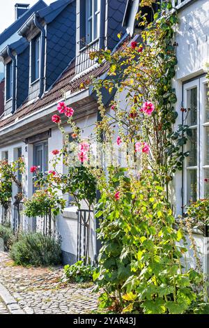 Alte historische Häuser mit Hollyhocks in Norddeutschland. Vertikal. Stockfoto