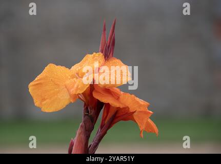 Canna Tropicanna Gold Nahaufnahme Stockfoto