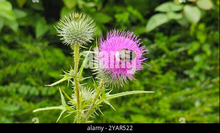 Hummel auf einer lila Distelblume im Garten Stockfoto