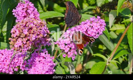 Europäischer gemeiner Pfauenfalter (Aglais io, Inachis io), der sich von Sommer-Fliedenblüte ernährt Stockfoto