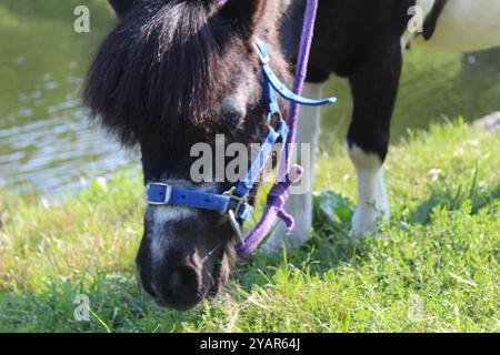 Kleines Pferd, das Gras isst, Nahaufnahme. Weidewiederkäuer und wandelnde Wiederkäuer. Stockfoto