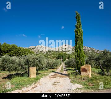 Eine Schottereinfahrt führt zu einem Anwesen in den Alpilles, in der Nähe von san Remy de Provence, Frankreich. Stockfoto