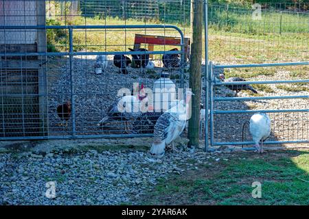 Weiße und schwarze Truthühner und einige Hühner im Zaunbereich, die um das Futtermittel essen, und einige Truthühner auf der Außenseite des Stifts im Schatten auf A Stockfoto