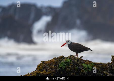 Ein schwarzer Austernfänger (Haematopus bachmani) sucht in Seal Rock, Oregon, USA nach Muskeln Stockfoto