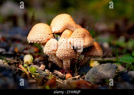 Ein Haufen zotteliger Pilze (Pholiota squarrosa), die in Oregon, USA, angebaut werden Stockfoto