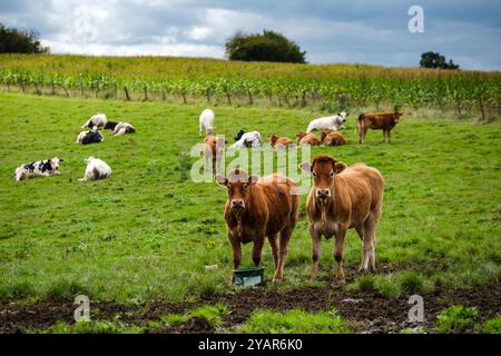 Kühe hinter Stacheldraht auf ihrer Weide mit einem Sonnenstrahl | Vaches en pature le Long de la cloture en fils barbeles avfec un rayon de soleil Stockfoto