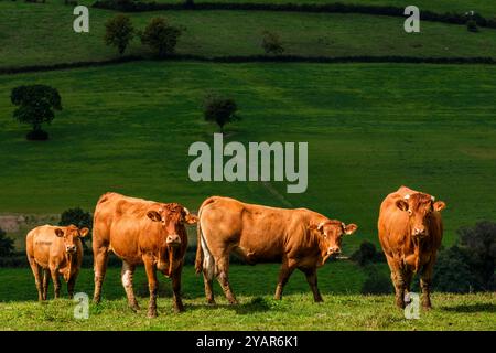 Kühe hinter Stacheldraht auf ihrer Weide mit einem Sonnenstrahl | Vaches en pature le Long de la cloture en fils barbeles avfec un rayon de soleil Stockfoto