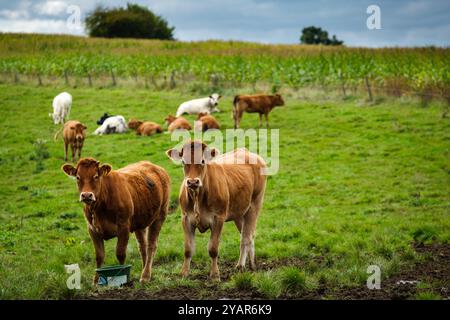 Kühe hinter Stacheldraht auf ihrer Weide mit einem Sonnenstrahl | Vaches en pature le Long de la cloture en fils barbeles avfec un rayon de soleil Stockfoto