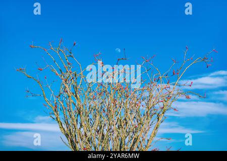 Ocotillo (Fouquieria splendens) in Blüte im Joshua Tree National Park Stockfoto