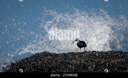 Ein schwarzer Austernfänger (Haematopus bachmani) sucht in Seal Rock, Oregon, USA nach Muskeln Stockfoto