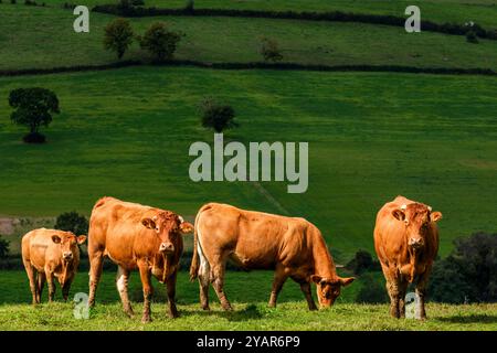 Kühe hinter Stacheldraht auf ihrer Weide mit einem Sonnenstrahl | Vaches en pature le Long de la cloture en fils barbeles avfec un rayon de soleil Stockfoto