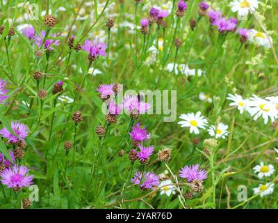 Foto einer Wiesenmaisblume, die von Bienen und Hummeln bestäubt wird, mit ihren leuchtenden rosafarbenen Blüten ist sie ein atemberaubendes Motiv für Naturfotografie. Stockfoto