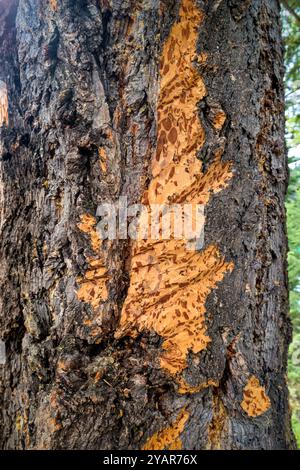 Tragen Sie die Krallenmarkierungen auf einem Markierungsbaum im Jasper National Park, Kanada. Stockfoto
