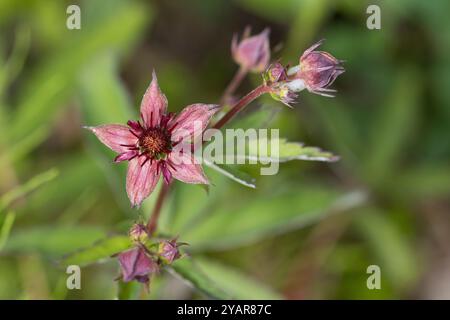 Sumpf-Blutauge, Sumpfblutauge, Blutauge, Sumpf-Fingerkraut, Potentilla palustris, Comarum palustre, Marsh Cinquefoil, Purple Marshlocks, Swamp Cinquef Stockfoto