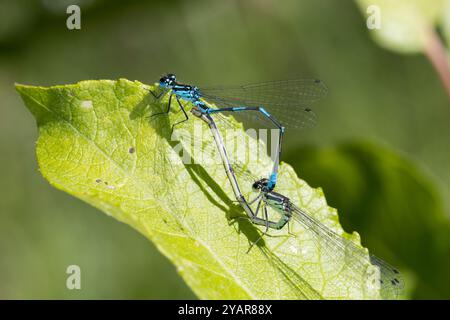 Fledermaus-Azurjungfer, Fledermausazurjungfer, Azurjungfer, Paarung, Kopula, Paarungsrad, Paar, Pärchen, Männchen und Weibchen, Coenagrion pulchellum, Stockfoto