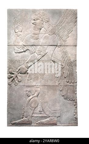 Saluting Protective Spirit 883–859 v. Chr. - Neo-Assyrian (911–609 v. Chr.), Irak, Nimrud, Nordwestpalast, Herrschaft von Ashurnasirpal II. (883–859 v. Chr.) Gips - diese geflügelte Gottheit bietet mit muskulösen Armen und Beinen eine Geste des Grußes zusammen mit Symbolen der landwirtschaftlichen Kopfgelder. Das Relief war mit einer Darstellung der militärischen Eroberungen und Siege des assyrischen Königs Aschurnasirpal II. Versehen und stand einst neben Hunderten ähnlicher, die den Palast in Nimrud schmückten. Stockfoto